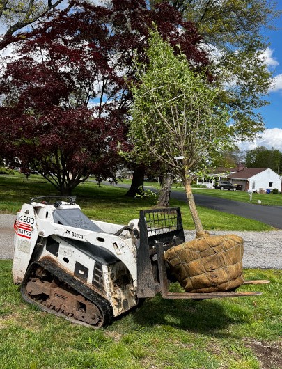 Tree moving with Bobcat Equipment