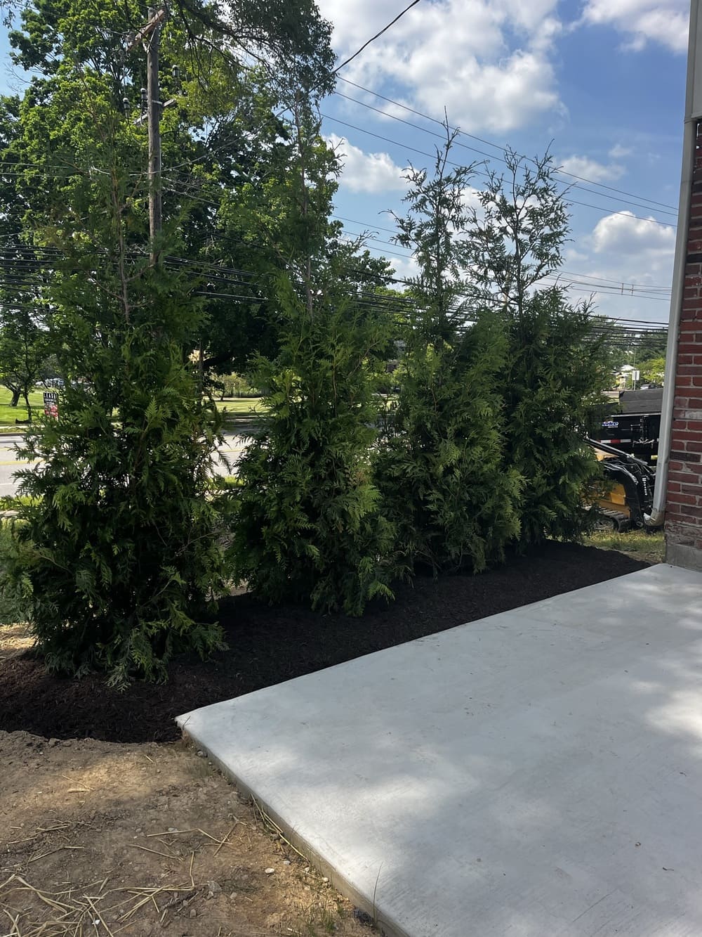 tree and shrub pruning services